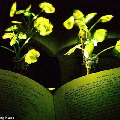 MIT Engineers Induce Plants to Glow for Nearly Four Hours