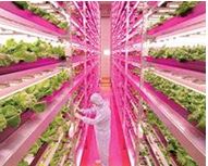 New Study Estimates Energy Saving Potential in Horticultural Lighting