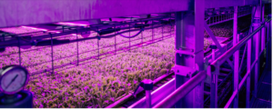 Signs That Indoor Farming Is Making A Comeback