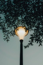 Urban Streetlights Give Trees Tougher Leaves, Hurt Insects