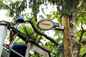 A Finnish City Champions Pollinator-Friendly Streetlights