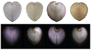 Mollusk Shell Light Transmission Inspires Tech Solutions